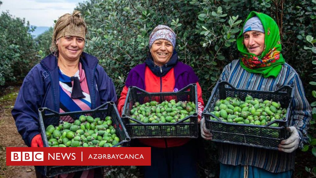 ABŞ-ın Azərbaycanda hansı layihələri var? Hansı hökumət məmurları ABŞ-da oxuyub? Hökumət niyə USAID-ni hədəfə alıb? 8 suala cavabda